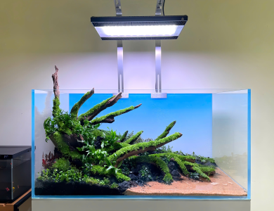 Hồ thủy sinh bán cảnh