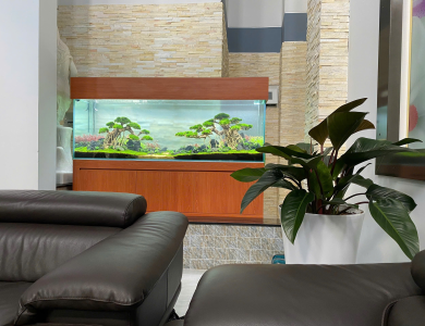 Hồ thủy sinh phòng khách sofa
