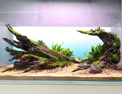 Hồ thủy sinh cây lũa trọc