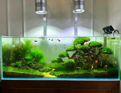 Dự án hồ thủy sinh cây cảnh nhiệt đới