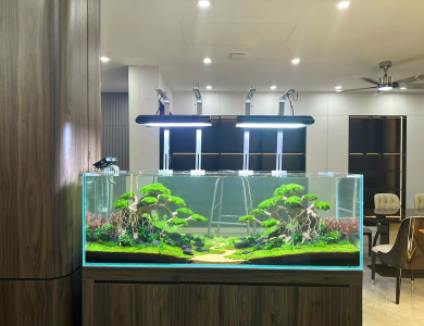 Hồ thủy sinh đang thi công