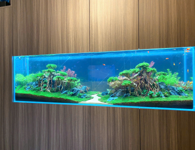 Hồ thủy sinh trong tủ