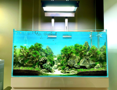 Hồ thủy sinh khe đá