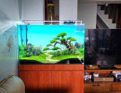 Hồ thủy sinh cạnh TV phòng khách