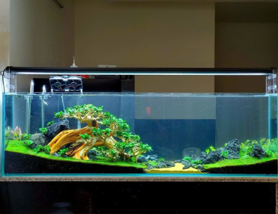 Dự án hồ thủy sinh cây nghiêng lớn