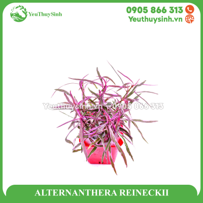 ALTERNANTHERA REINECKII