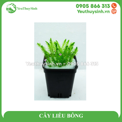 CÂY LIỄU BÔNG