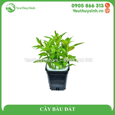 CÂY BÀU ĐẤT