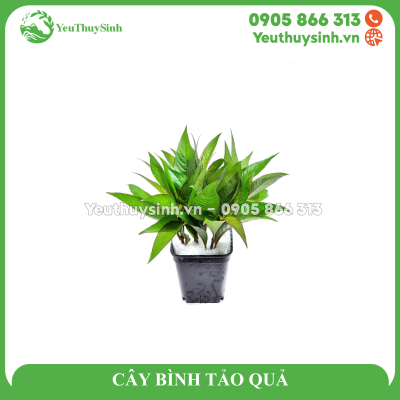 CÂY BÌNH TẢO QUẢ