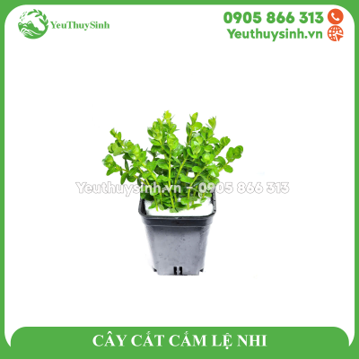 CÂY CẮT CẮM LỆ NHI