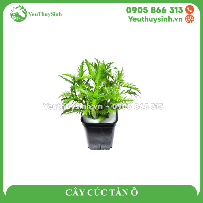 CÂY CÚC TẦN Ô