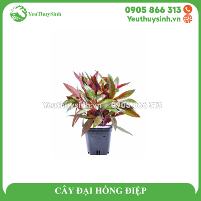 CÂY ĐẠI HỒNG ĐIỆP