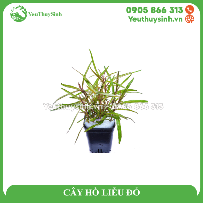 CÂY HỒ LIỄU ĐỎ