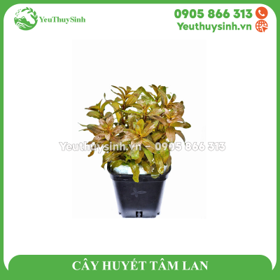 CÂY HUYẾT TÂM LAN