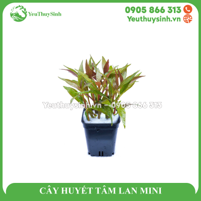 CÂY HUYẾT TÂM LAN MINI