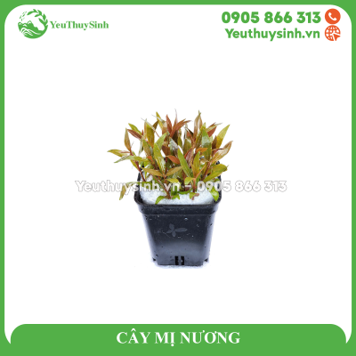 CÂY MỊ NƯƠNG