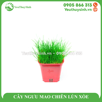 CÂY NGƯU MAO CHIÊN LÙN XÒE