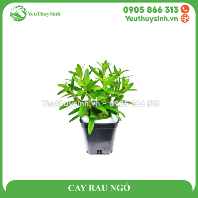 CAY RAU NGỔ