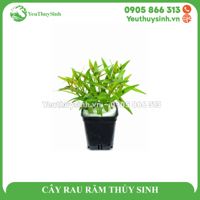 CÂY RAU RĂM THỦY SINH