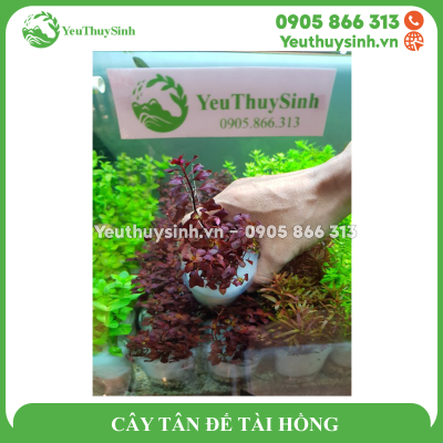 CÂY TÂN ĐẾ TÀI HỒNG