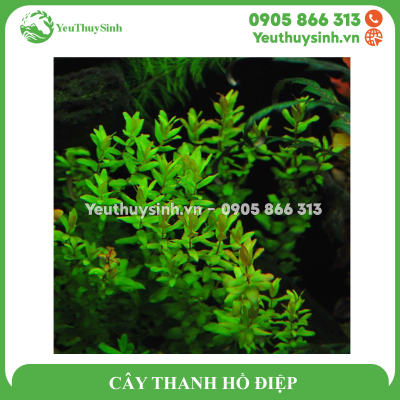 CÂY THANH HỒ ĐIỆP
