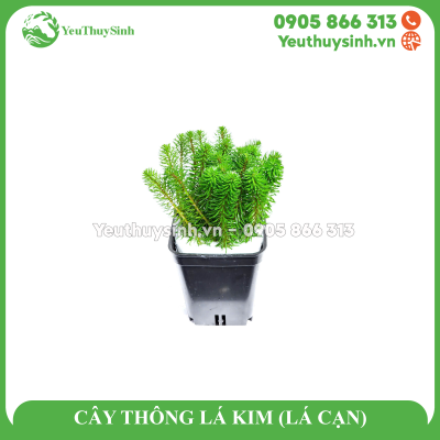 CÂY THÔNG LÁ KIM (LÁ CẠN)