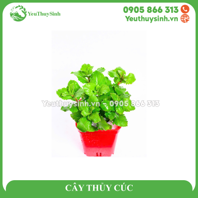 CÂY THỦY CÚC