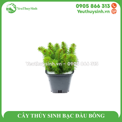 CÂY THỦY SINH BẠC ĐẦU BÔNG
