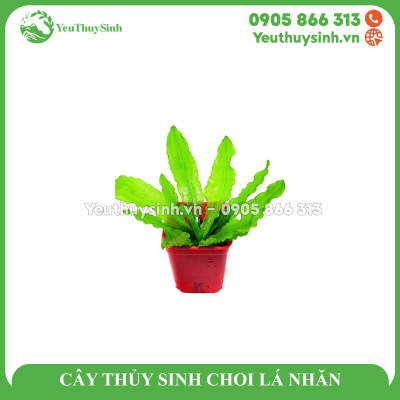CÂY THỦY SINH CHOI LÁ NHĂN