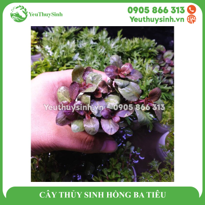 CÂY THỦY SINH HỒNG BA TIÊU