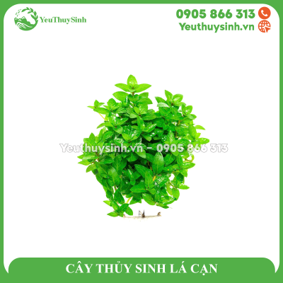 CÂY THỦY SINH LÁ CẠN