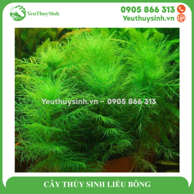 CÂY THỦY SINH LIỄU BÔNG