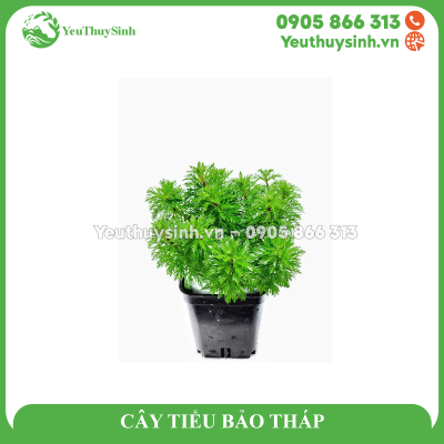 CÂY TIỂU BẢO THÁP