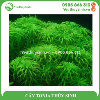 CÂY TONIA THỦY SINH