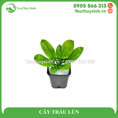 CÂY TRẦU LÙN