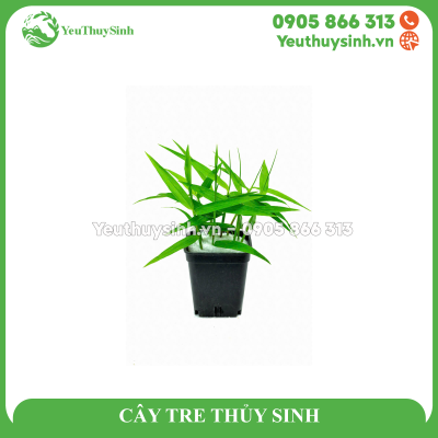 CÂY TRE THỦY SINH