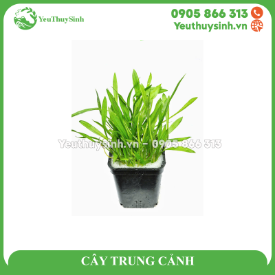 CÂY TRUNG CẢNH (nhỏ)