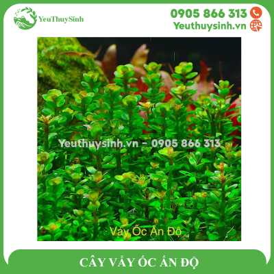 CÂY VẨY ỐC ẤN ĐỘ