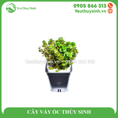 CÂY VẢY ỐC THỦY SINH