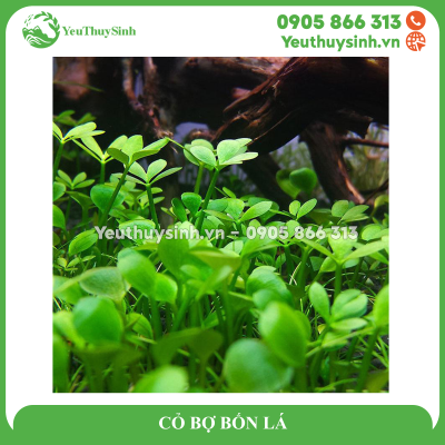 CỎ BỢ BỐN LÁ