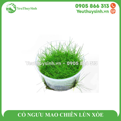 CỎ NGƯU MAO CHIÊN LÙN XÒE