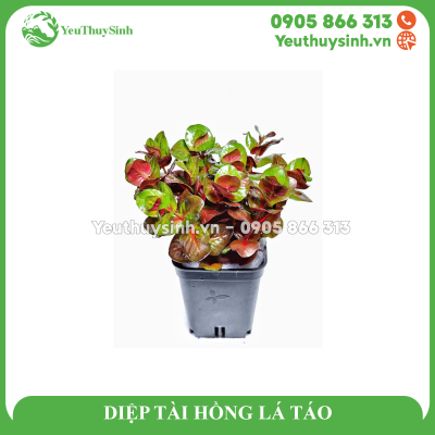 DIỆP TÀI HỒNG LÁ TÁO