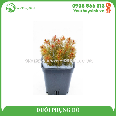 ĐUÔI PHỤNG ĐỎ