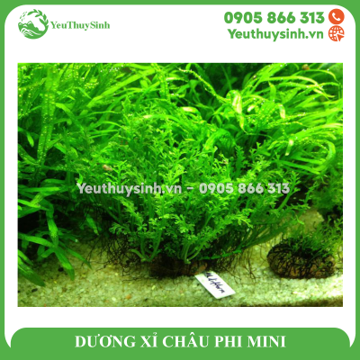 DƯƠNG XỈ CHÂU PHI MINI - CÂY THỦY SINH, BÁN CẠN