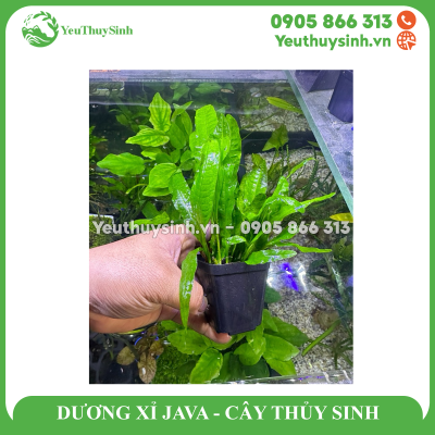 DƯƠNG XỈ JAVA - CÂY THỦY SINH