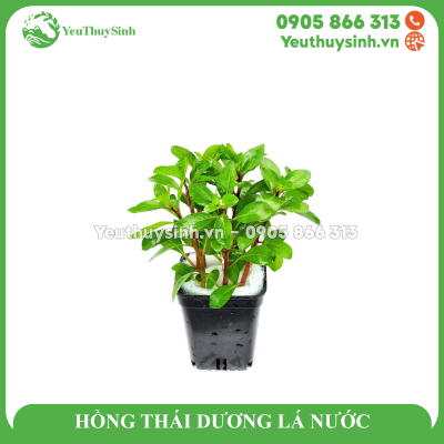HỒNG THÁI DƯƠNG LÁ NƯỚC