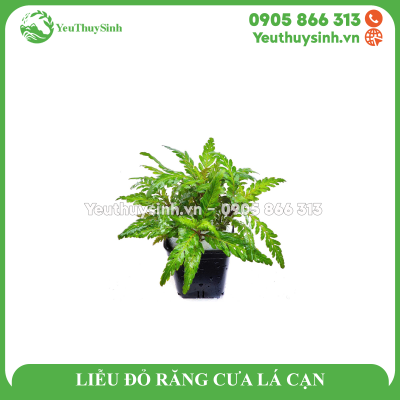 LIỄU ĐỎ RĂNG CƯA LÁ CẠN