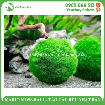MARIO MOSS BALL - TẢO CẦU RÊU NHẬT BẢN