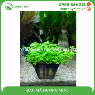 RAU MÁ HƯƠNG MINI