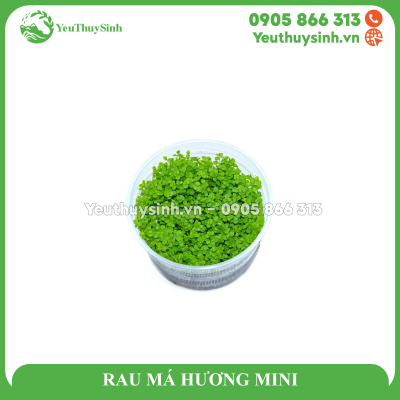 RAU MÁ HƯƠNG MINI